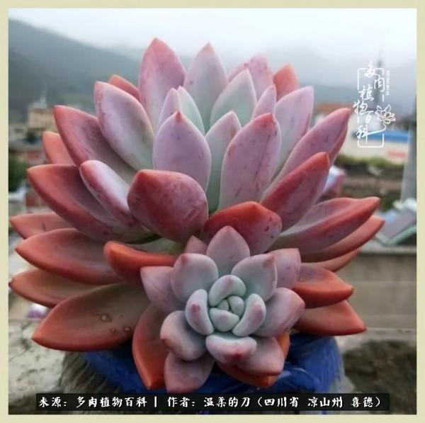 風吹過的夏天,你是仙子落凡間 風吹過的夏天,你是仙子落凡間