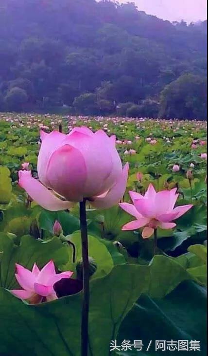 高考滿分作文賞析——我心中的蝶