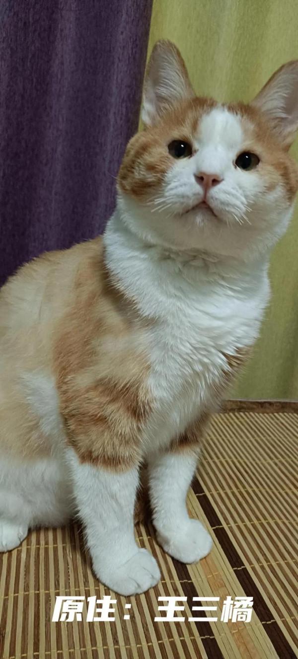 被送養後的成年貓,輾轉回家的路好難 被送養後的成年貓,輾轉回家的路好難