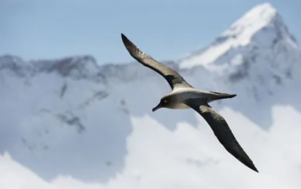 神鳥海東青是女真人的圖騰，速度無人能及，能有多快呢？