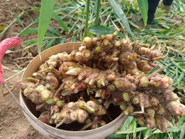 老家的生薑 老家的生薑