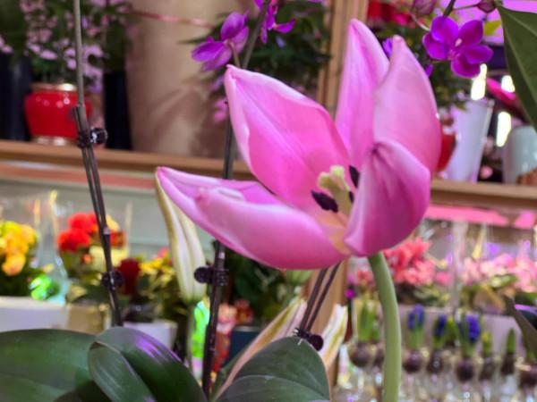 陽臺上的綠植長勢不錯！逛花店拍了美麗的花卉照片