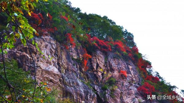 欒川的大景區都免費了，趁著秋日去欣賞紅葉，門票錢能省下不少