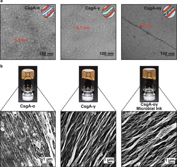 細菌墨水打印出“活體建築”？！可再生和自我修復！|科學焦點