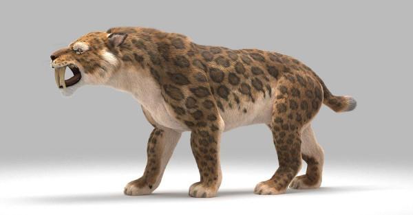 史前人類處於食物鏈頂端？科學家發現，古人類曾是馬刀齒貓的主食