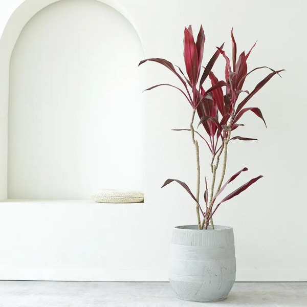 2021年最流行的客廳花卉植物，看看哪種最適合你家