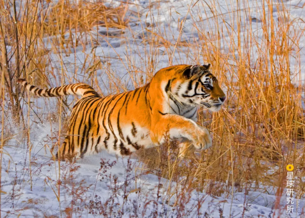 &quot&semi;meng&quot&semi;虎出山，虎年新春帶你看老虎的前世今生