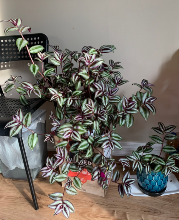 “100種花”適合養在陽臺上，一個比一個好看，還很好養護