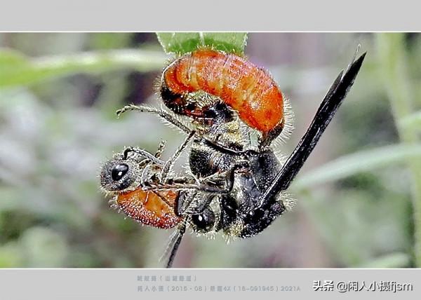 昆蟲攝影：絨蟻蜂，聽說過嗎？戶外遇上了，你會認為是隻螞蟻嗎？