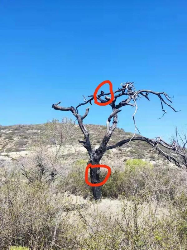 雷擊木樹瘤,請廣大網友給取個名字 雷擊木樹瘤,請廣大網友給取個名字