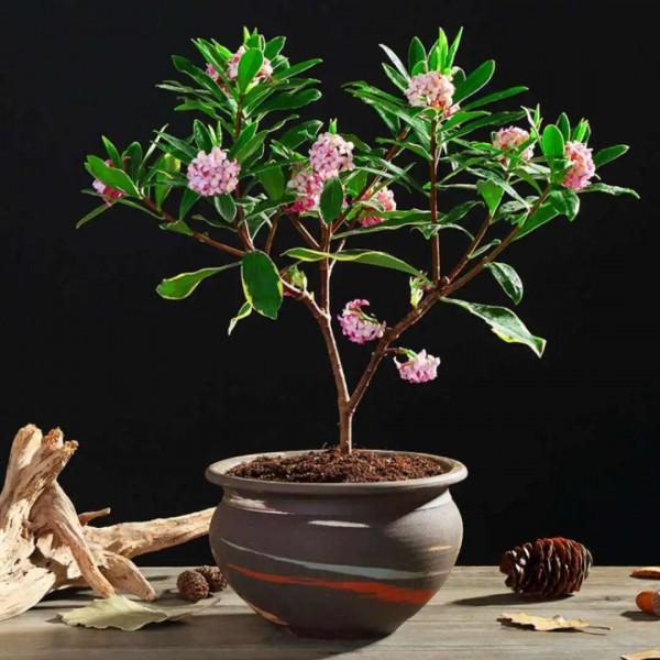 實用分享丨30款年宵花鑑賞，觀花的、賞果的都有…你最喜歡哪個？