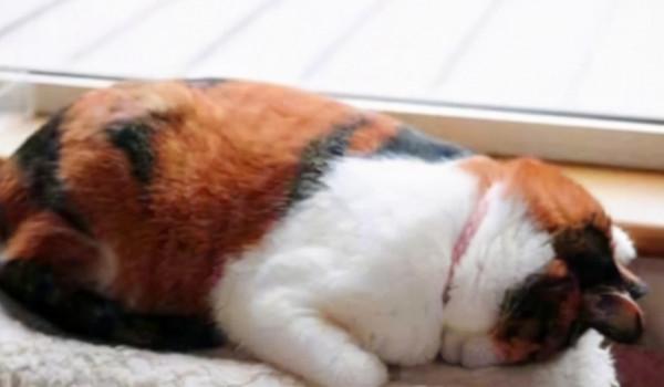 動物的迷之可愛習性，企鵝認人做&OpenCurlyDoubleQuote;大哥&rdquo;，小熊貓的威嚇認真的？