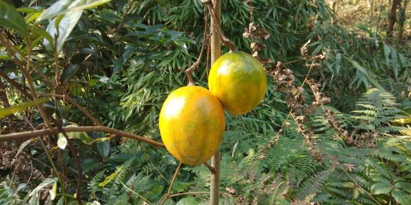 栝樓熟了能吃嗎？用它的皮煮水喝，潤肺止咳解煩惱