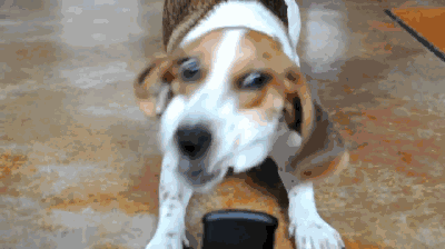 這幾種狗身上味道很大，名副其實的&OpenCurlyDoubleQuote;臭狗&rdquo;