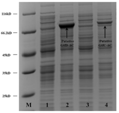 J. Agric. Food Chem.│兩個關鍵氨基酸殘基的定向突變改變來自耐熱芽孢桿菌的4,6-α-葡萄糖轉移酶的產物結構 J. Agric. Food Chem.│兩個關鍵氨基酸殘基的定向突變改變來自耐熱芽孢桿菌的4,6-α-葡萄糖轉移酶的產物結構