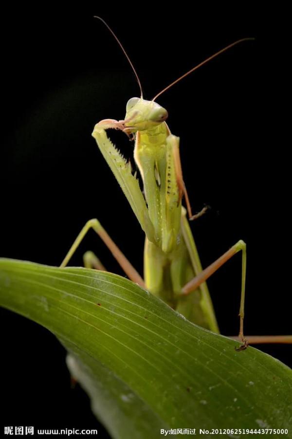 螳螂，雙臂敢擋車？