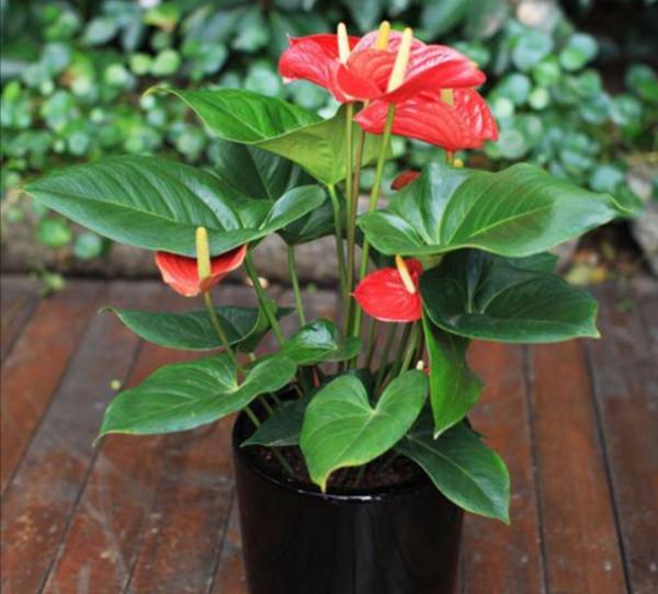 5種“耐陰花”，家裡採光差，一樣常開花，高階大氣又好養