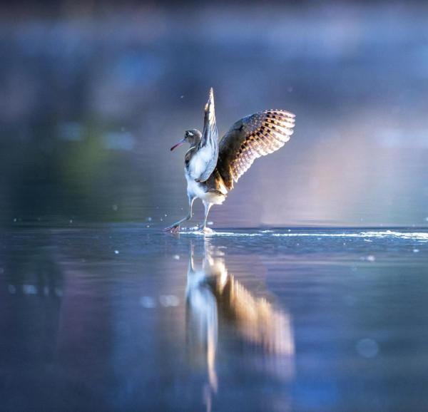 掠影錄彩鷸 掠影錄彩鷸