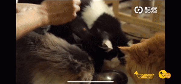 100只貓還在，這位狸奴書生卻永遠走了&hellip;&hellip;