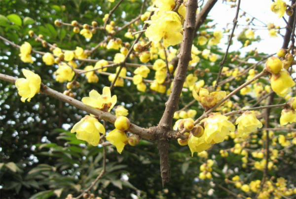 冬季12月份,剪1根臘梅枝來扦插,學下技巧和注意事項,成活率高 冬季12月份,剪1根臘梅枝來扦插,學下技巧和注意事項,成活率高