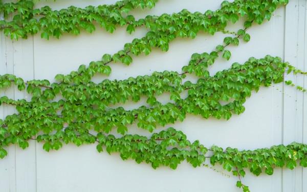 院子朝西的一面,夏季高溫容易被太陽光暴曬,怎麼辦? 院子朝西的一面,夏季高溫容易被太陽光暴曬,怎麼辦?