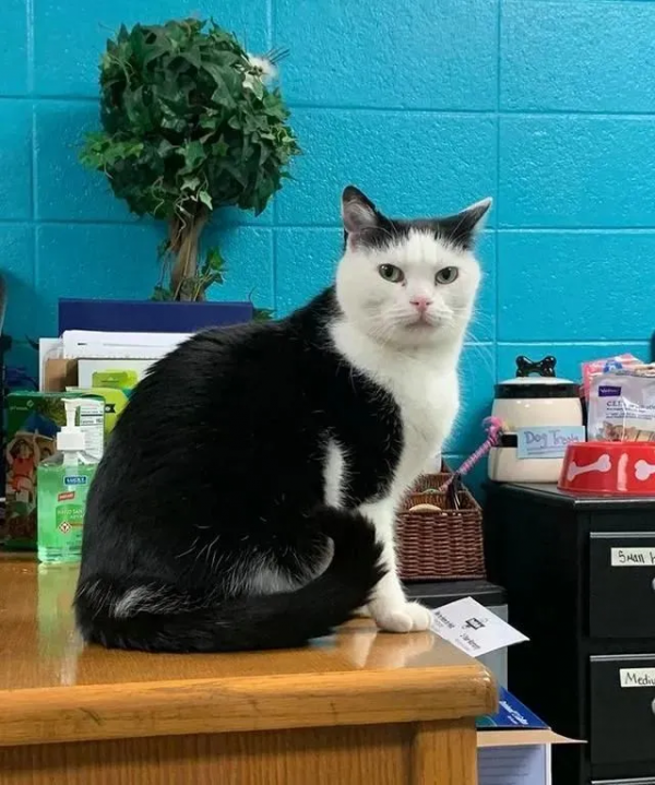 如何搞定世界上最壞的貓咪？這對鏟屎官給出了自己的答案