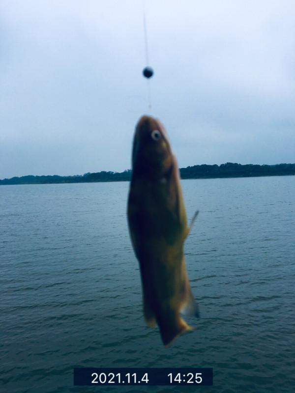 三戰團頭湖，周老漢已破解初冬鯉鯽之自然密碼