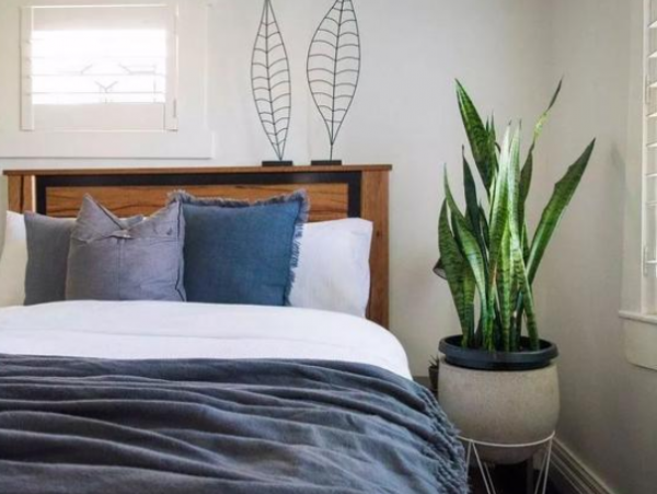 臥室養花“講究大”,4種“漂亮花”對身體傷害大,儘早搬出去 臥室養花“講究大”,4種“漂亮花”對身體傷害大,儘早搬出去