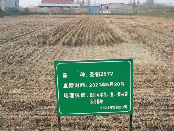 半島聚焦丨大米賣到200元一斤！闊別40年，西海岸島耳河再飄稻花香