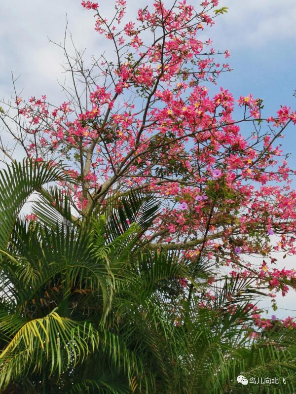 牆是人的邊界，與鳥何干