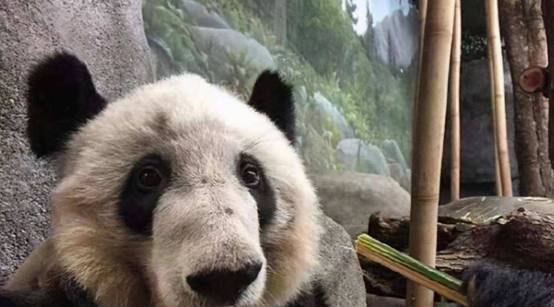 發生了什麼？旅美大熊貓&OpenCurlyDoubleQuote;丫丫&rdquo;瘦骨嶙峋，美方卻稱是自然老去