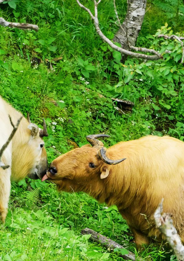 秦嶺羚牛區域性氾濫，威脅大熊貓，傷害人類，為什麼還要保護它們？