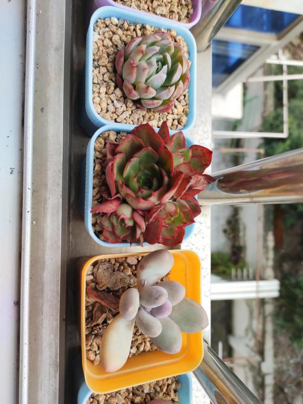 央金-美得耀眼奪目 央金-美得耀眼奪目