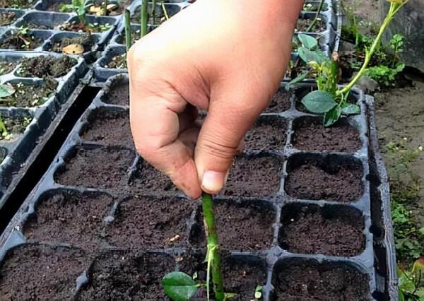 大神養花從不買&OpenCurlyDoubleQuote;生根粉&rdquo;，只用廚房&OpenCurlyDoubleQuote;2調味劑&rdquo;，方便又管用