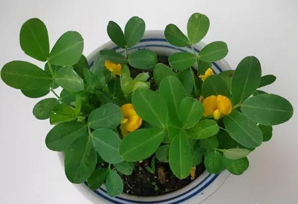 4種“蔬菜頭”不要扔，“丟”在水裡，一週養成盆栽，天天能吃