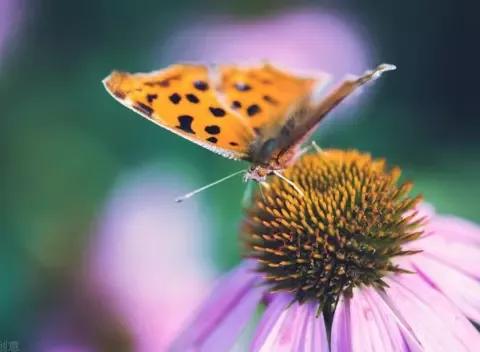 蝴蝶那些不為我們所知的秘密,有關蝴蝶的幾個冷知識 蝴蝶那些不為我們所知的秘密,有關蝴蝶的幾個冷知識