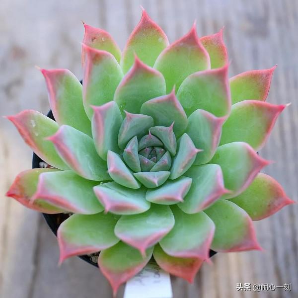 分享&mdash;&mdash;多肉，肉出花朵