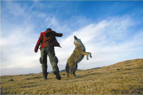 1988年,張瘋子意外救回母狼,被全村人孤立,去世後母狼為他守墳 1988年,張瘋子意外救回母狼,被全村人孤立,去世後母狼為他守墳