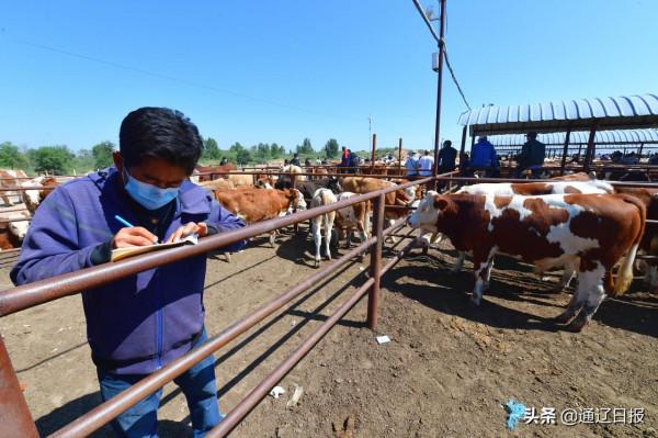 科左後旗牛市拉動牛產業 科左後旗牛市拉動牛產業
