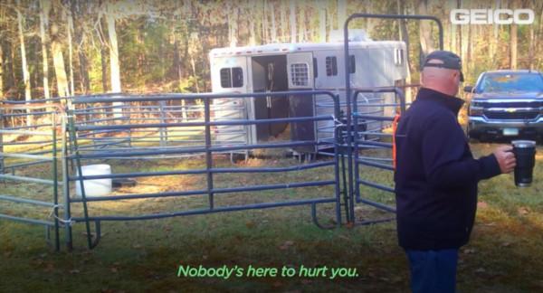 美國一頭牛逃出屠宰場，警察追捕8個月，結果整個小鎮都愛上它了