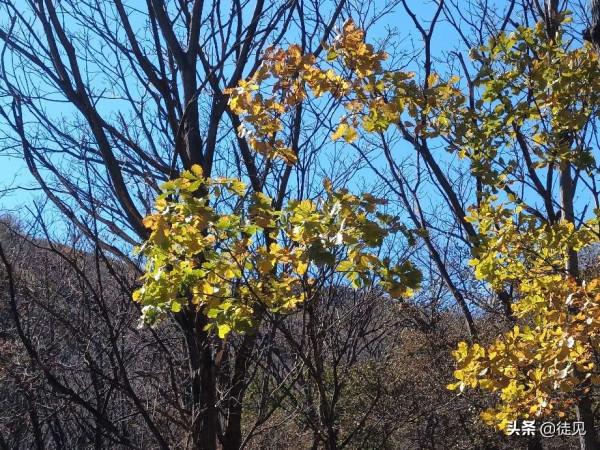 徒步延慶鳳凰坨,登高賞秋色 徒步延慶鳳凰坨,登高賞秋色