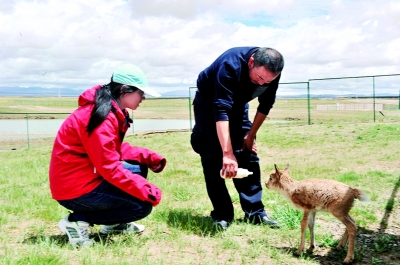 可可西里為何不允許隨意進入？帶你深度瞭解這一“人類禁區”