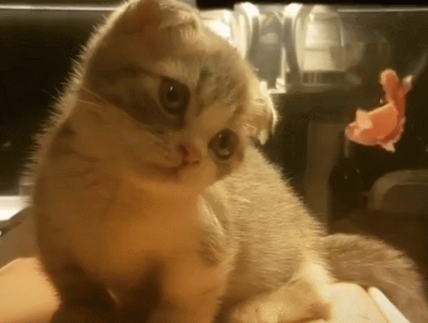 這幾種貓,一旦變成流浪貓,可能很快會喪命 這幾種貓,一旦變成流浪貓,可能很快會喪命