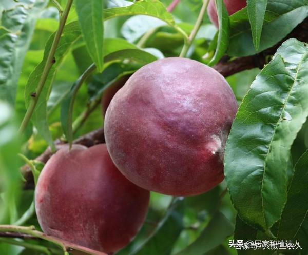 這種果樹，適合種在自家庭院裡，耐寒耐旱易養活，產量還很高