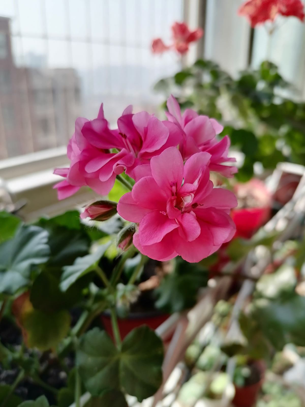封閉陽臺也能爆花，只要養這7種，比露天養還美