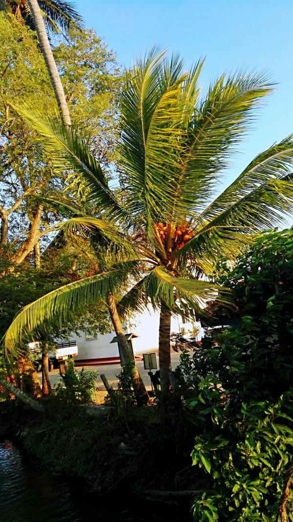 斯里蘭卡之旅(17)蒂瑟默哈拉默 斯里蘭卡之旅(17)蒂瑟默哈拉默