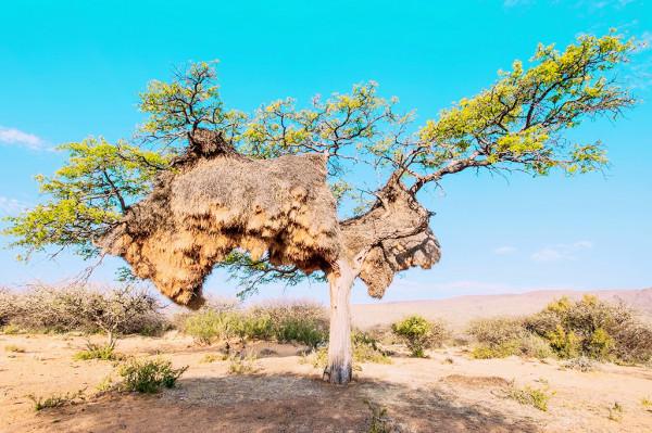 世界上第一大“鳥巢”，不在北京，而在非洲
