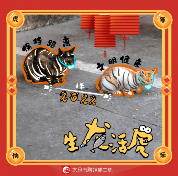 喵~太倉&OpenCurlyDoubleQuote;萌虎&rdquo;有話說