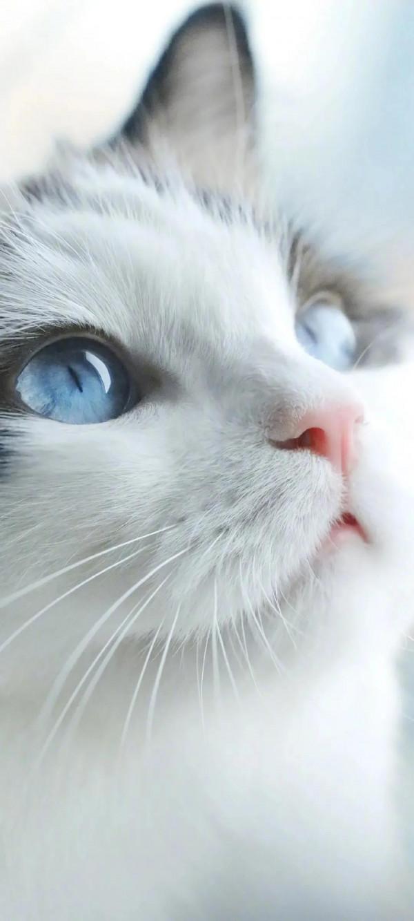 春節、美女、動漫、風景、貓全面屏手機桌布