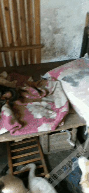 小狗被項圈緊緊箍住,脖子皮肉潰爛血肉模糊,看一眼就渾身起疙瘩 小狗被項圈緊緊箍住,脖子皮肉潰爛血肉模糊,看一眼就渾身起疙瘩